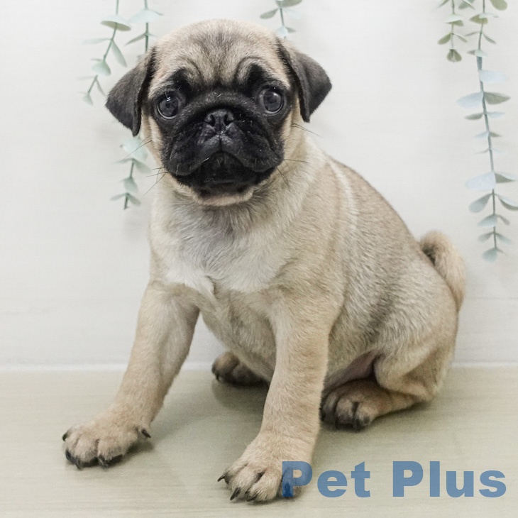 神奈川県のパグ (ペッツワン 小田原店/2026年2月13日生まれ/男の子/フォーン)の子犬の1枚目の画像