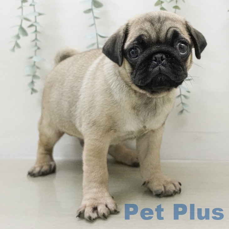 神奈川県のパグ (ペッツワン 小田原店/2026年2月13日生まれ/男の子/フォーン)の子犬の2枚目の画像