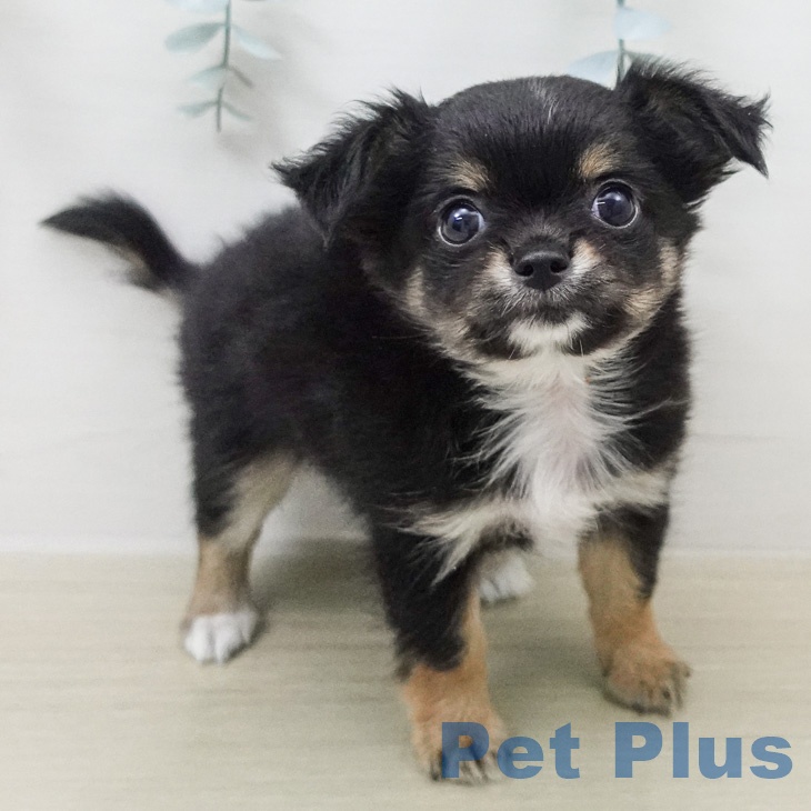 茨城県のチワワ(ロング) (ペッツワン つくば店/2026年2月8日生まれ/男の子/ブラックタンホワイト)の子犬