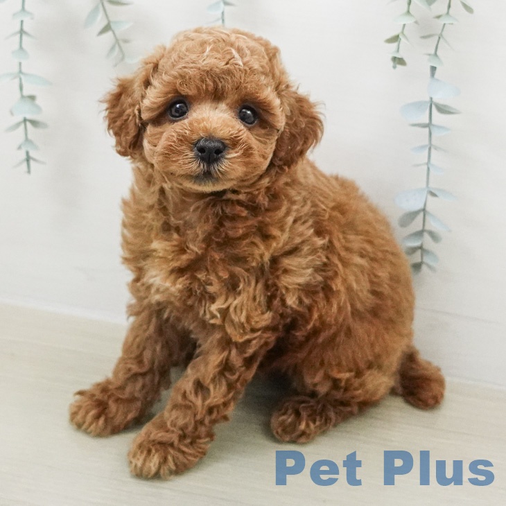 東京都のトイプードル(トイ) (ペットプラス MARK IS 葛飾かなまち店/2026年2月15日生まれ/女の子/レッド)の子犬