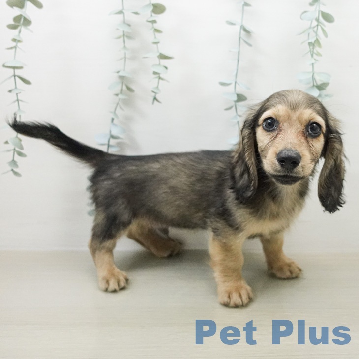 ミニチュア・ダックスフンドの写真2