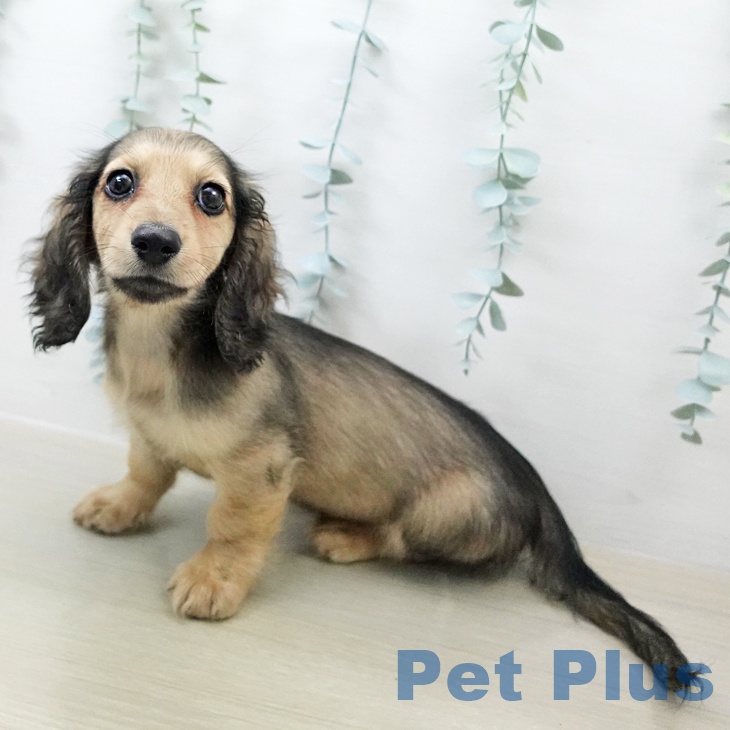 ミニチュア・ダックスフンド