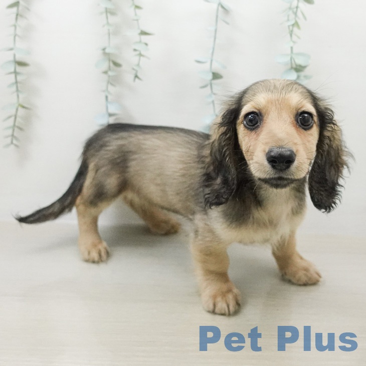 ミニチュア・ダックスフンドの写真2