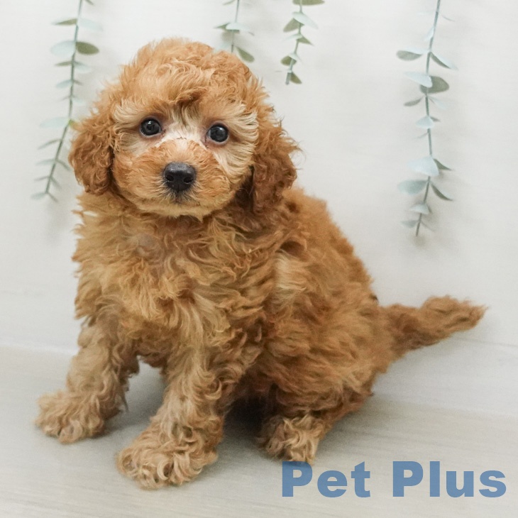 トイ・プードル