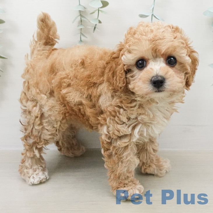 トイ・プードルの写真2