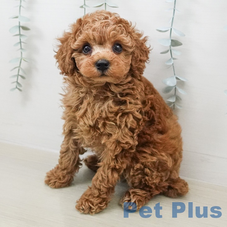 トイ・プードル