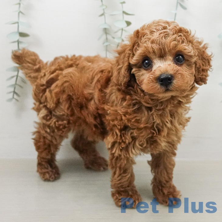 トイ・プードルの写真2