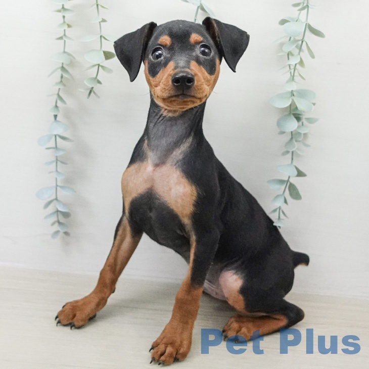 神奈川県のミニチュアピンシャー (ペッツワン 小田原店/2026年2月6日生まれ/男の子/ブラックタン)の子犬の1枚目の画像