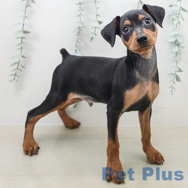 神奈川県のミニチュアピンシャー (ペッツワン 小田原店/2026年2月6日生まれ/男の子/ブラックタン)の子犬の2枚目の画像