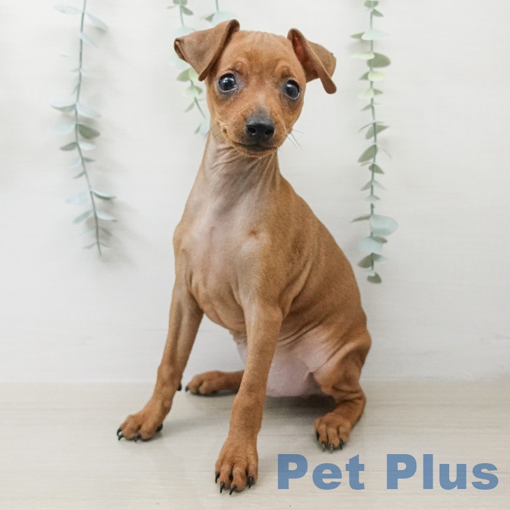 埼玉県のミニチュアピンシャー (ペッツワン 新座店/2026年2月13日生まれ/男の子/レッド)の子犬の1枚目の画像