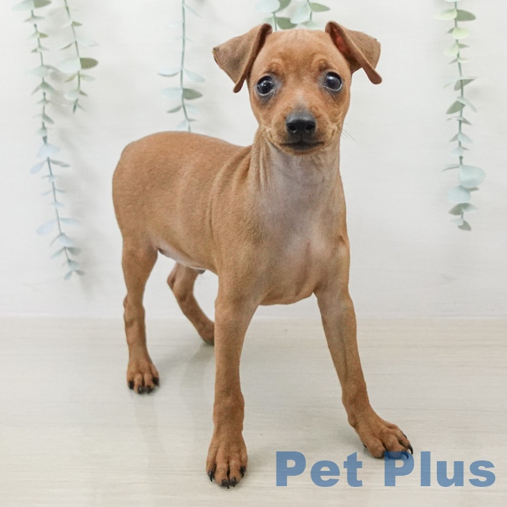 埼玉県のミニチュアピンシャー (ペッツワン 新座店/2026年2月13日生まれ/男の子/レッド)の子犬の2枚目の画像