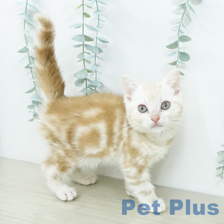 アメリカンショートヘア