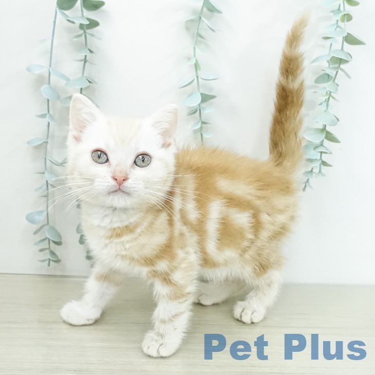 アメリカンショートヘアの写真2