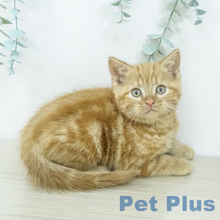 アメリカンショートヘア