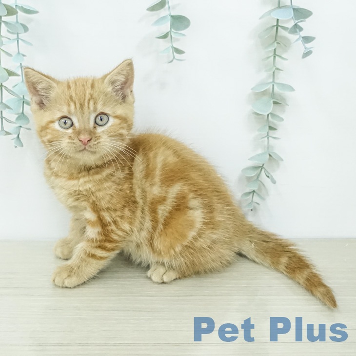 アメリカンショートヘアの写真2