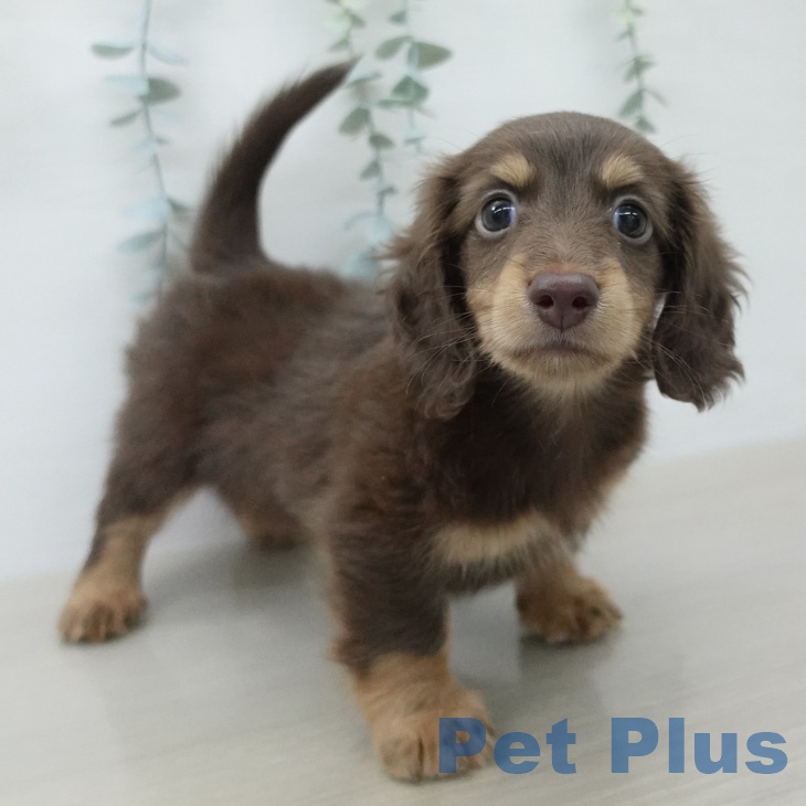 ミニチュア・ダックスフンド