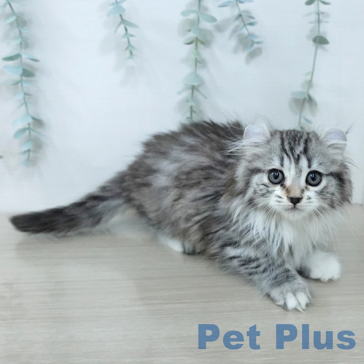 アメリカンカール