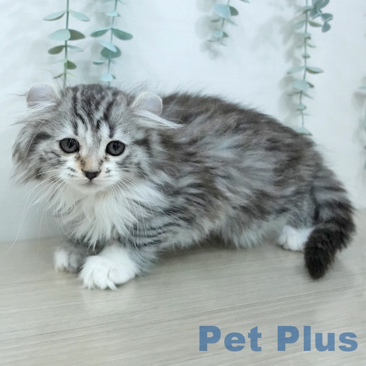 アメリカンカールの写真2