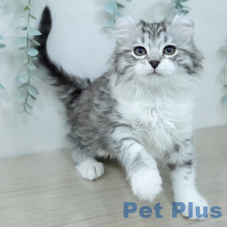 埼玉県のアメリカンカール (ペットプラス ピオニウォーク東松山店/2026年2月16日生まれ/女の子/シルバータビーホワイト)の子猫の1枚目の画像