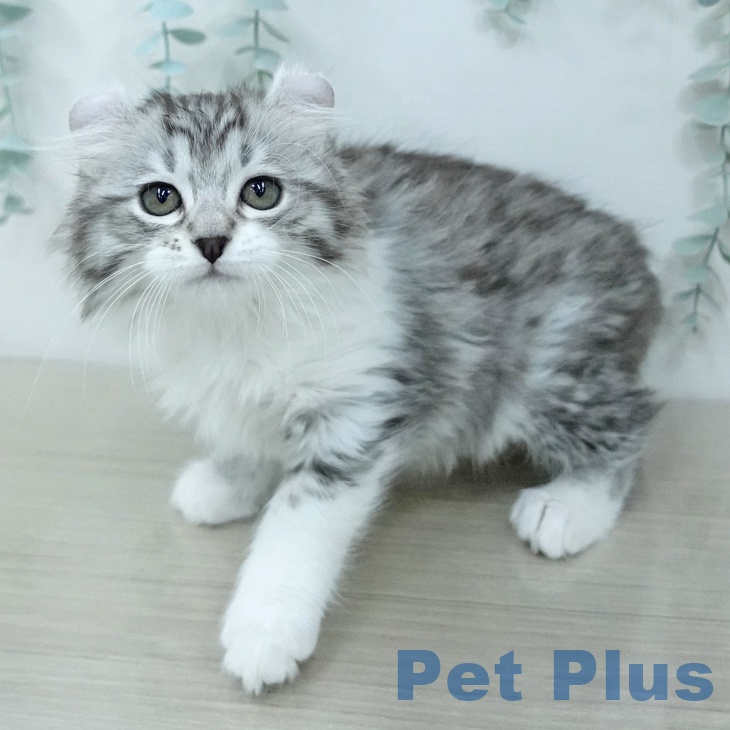 埼玉県のアメリカンカール (ペットプラス ピオニウォーク東松山店/2026年2月16日生まれ/女の子/シルバータビーホワイト)の子猫の2枚目の画像