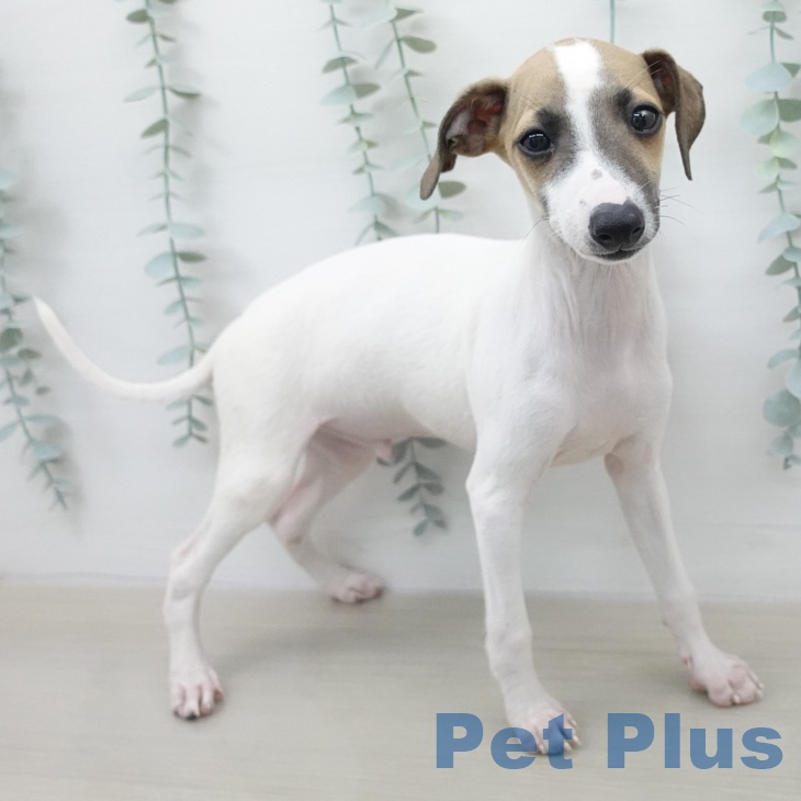 埼玉県のイタリアングレーハウンド (ペットプラス ららぽーと富士見店/2026年2月11日生まれ/男の子/ホワイトレッド)の子犬の1枚目の画像