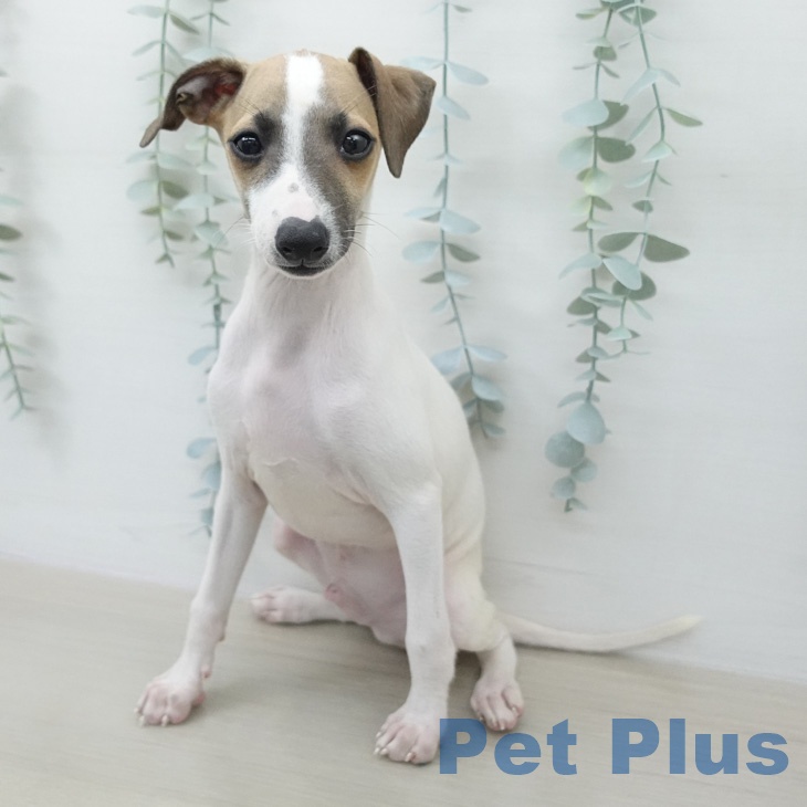 埼玉県のイタリアングレーハウンド (ペットプラス ららぽーと富士見店/2026年2月11日生まれ/男の子/ホワイトレッド)の子犬の2枚目の画像