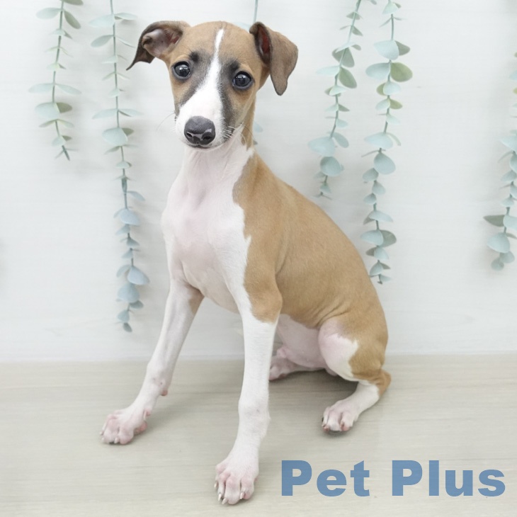 神奈川県のイタリアングレーハウンド (ペッツワン 小田原店/2026年2月11日生まれ/男の子/レッドホワイト)の子犬の2枚目の画像