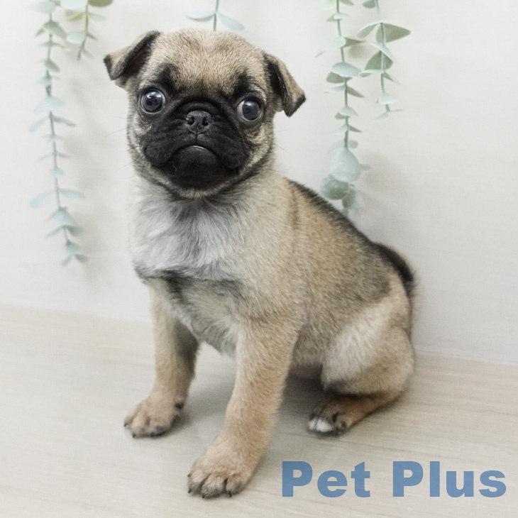 埼玉県のパグ (ペットプラス コクーンシティ店/2026年2月16日生まれ/女の子/フォーン)の子犬の1枚目の画像