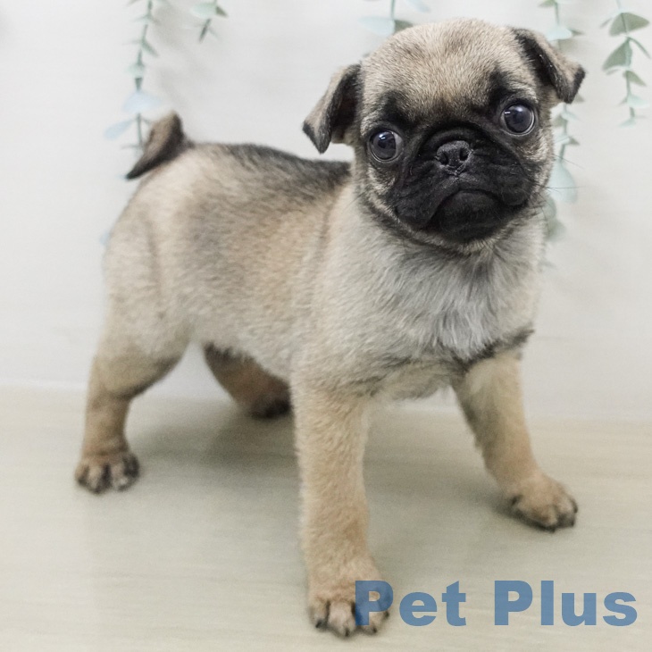 埼玉県のパグ (ペットプラス コクーンシティ店/2026年2月16日生まれ/女の子/フォーン)の子犬の2枚目の画像