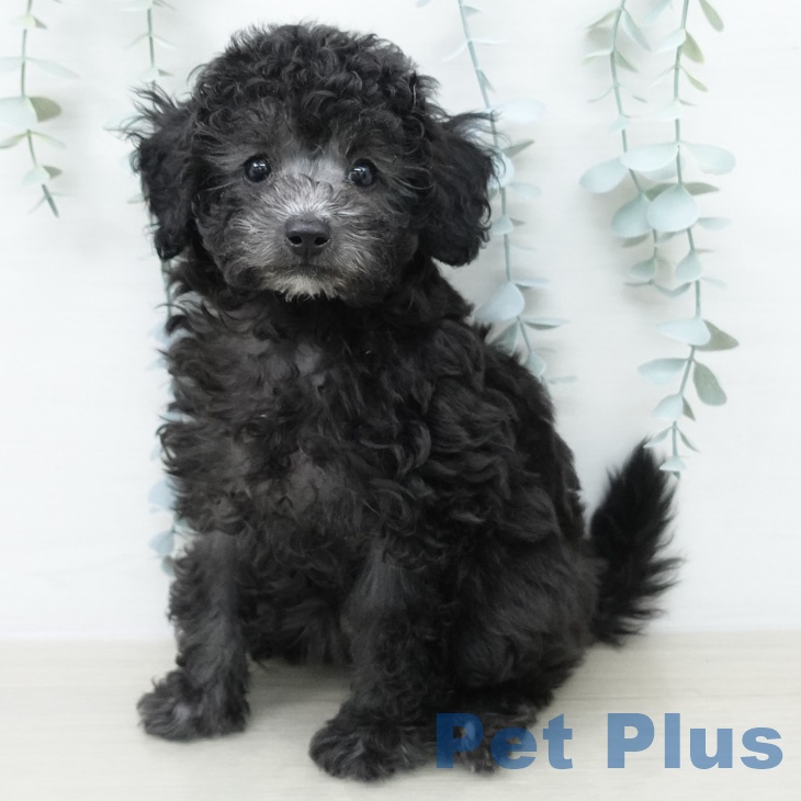 トイ・プードル