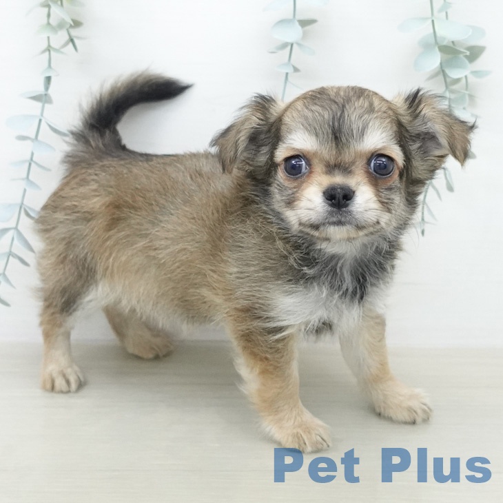 神奈川県のチワワ(ロング) (ペットプラス ゆめが丘ソラトス店/2026年2月15日生まれ/男の子/レッドホワイト)の子犬の1枚目の画像