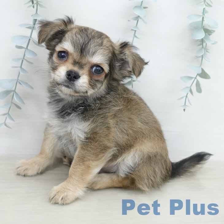 神奈川県のチワワ(ロング) (ペットプラス ゆめが丘ソラトス店/2026年2月15日生まれ/男の子/レッドホワイト)の子犬の2枚目の画像