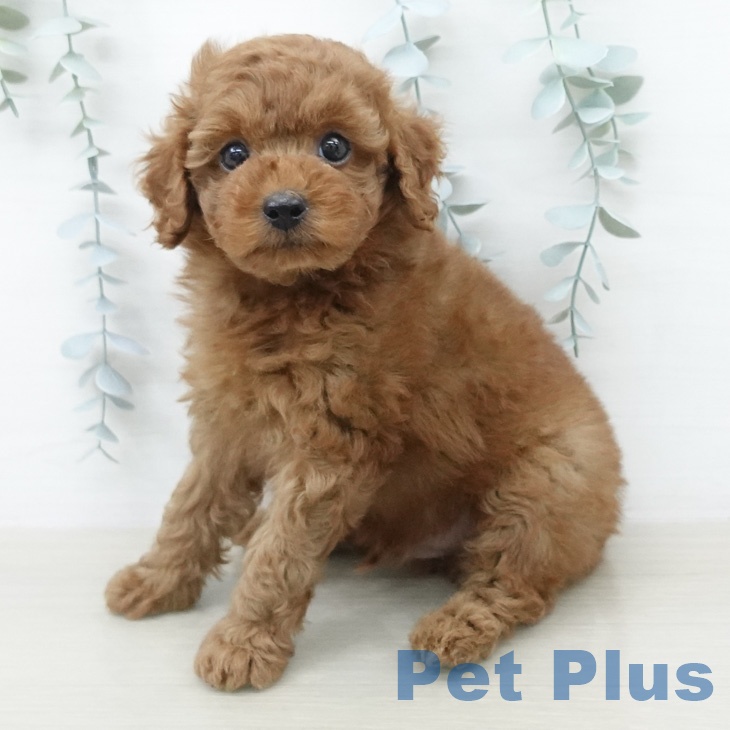 東京都のトイプードル(トイ) (ペットプラス アクアシティお台場店/2026年2月8日生まれ/男の子/レッド)の子犬