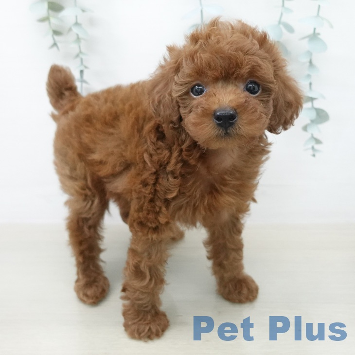 東京都のトイプードル(トイ) (ペットプラス アクアシティお台場店/2026年2月15日生まれ/男の子/レッド)の子犬