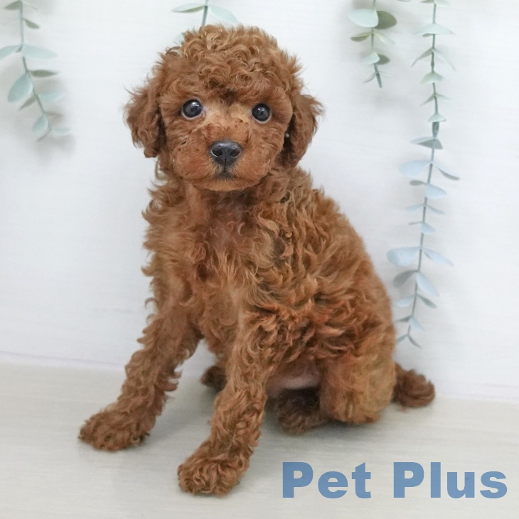 トイ・プードル