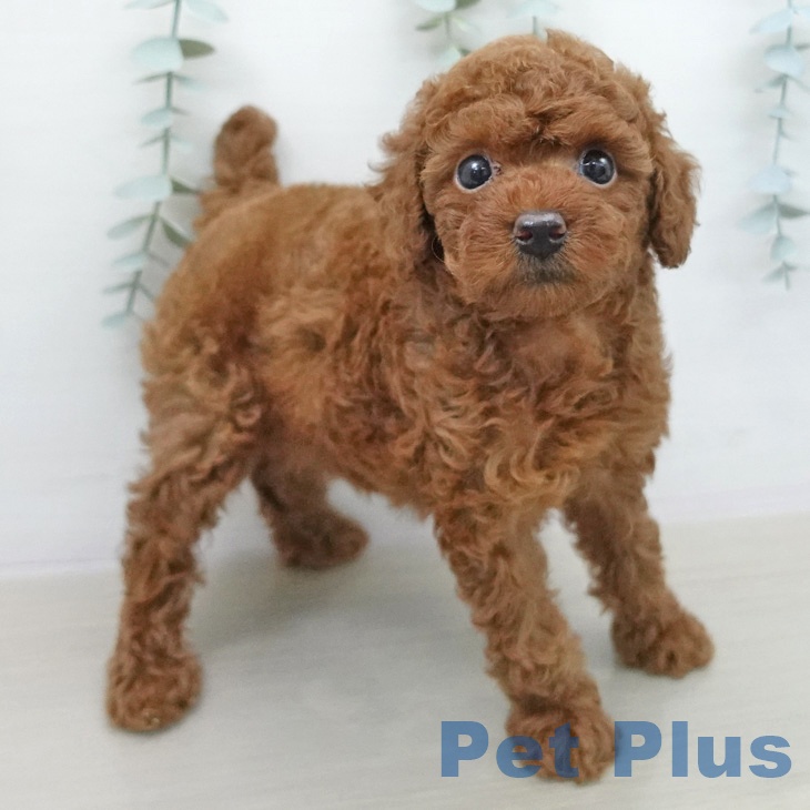 東京都のトイプードル(トイ) (ペットプラス 日の出店/2026年2月15日生まれ/女の子/レッド)の子犬の1枚目の画像