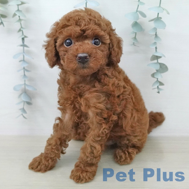東京都のトイプードル(トイ) (ペットプラス 日の出店/2026年2月15日生まれ/女の子/レッド)の子犬の2枚目の画像