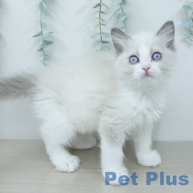 ラグドールの写真2