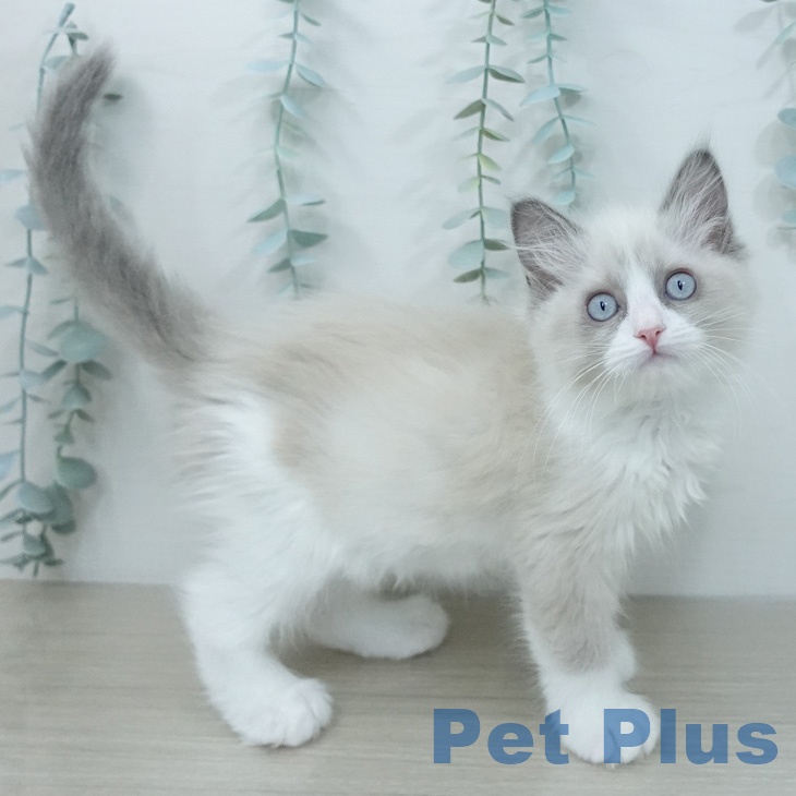 東京都のラグドール (ペットプラス MARK IS 葛飾かなまち店/2026年2月14日生まれ/男の子/ブルーポイントバイカラー)の子猫