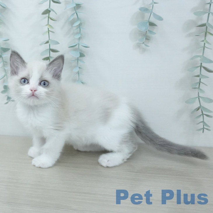 ラグドールの写真2