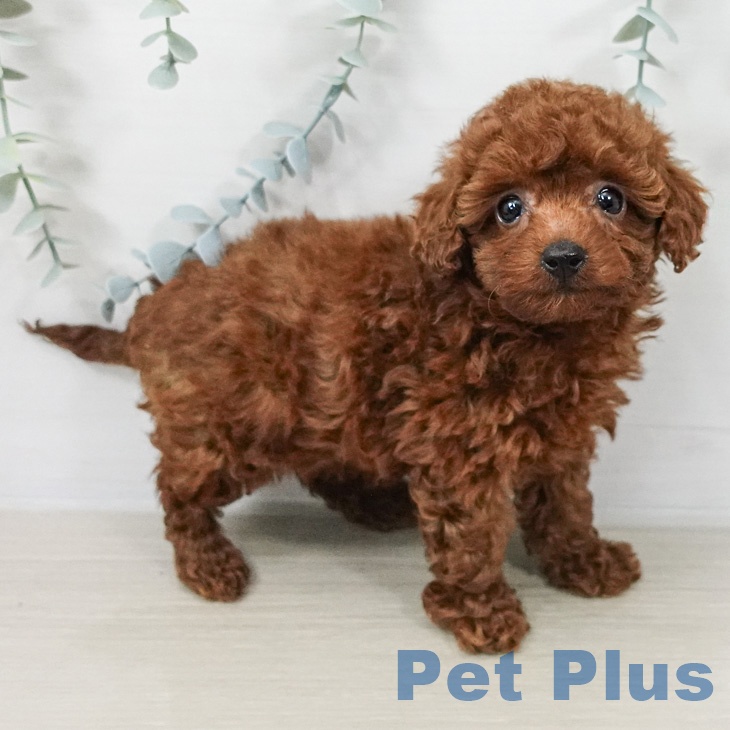 神奈川県のトイプードル(トイ) (ペッツワン 小田原店/2026年2月18日生まれ/女の子/レッド)の子犬の1枚目の画像