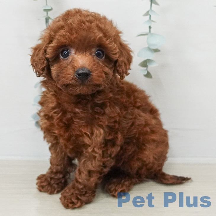 神奈川県のトイプードル(トイ) (ペッツワン 小田原店/2026年2月18日生まれ/女の子/レッド)の子犬の2枚目の画像