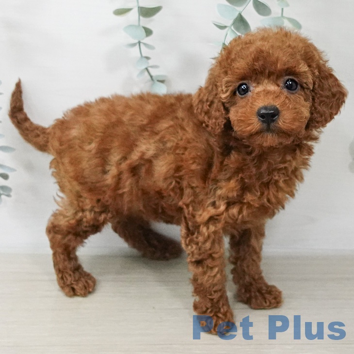 トイ・プードル