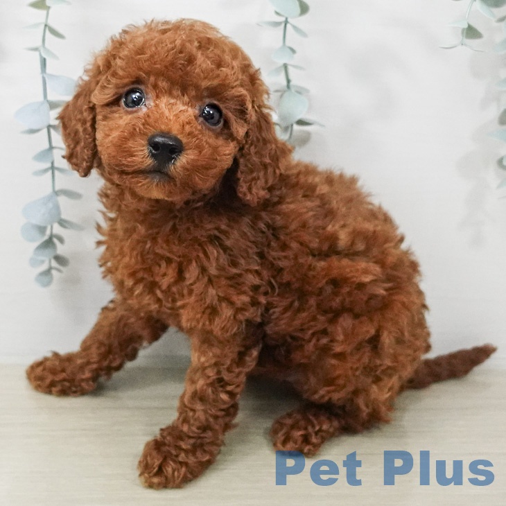 トイ・プードル