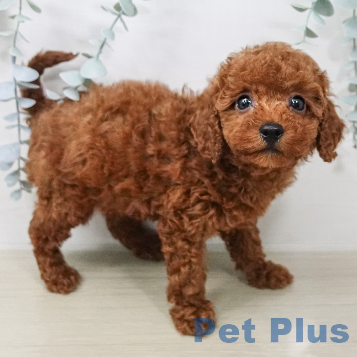 トイ・プードルの写真2