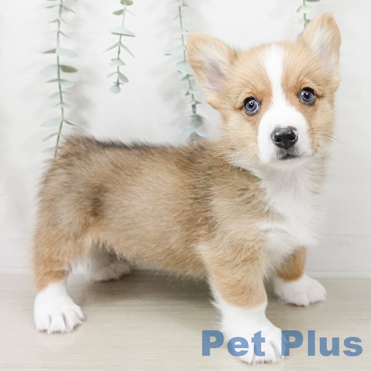 ウェルシュ・コーギー・ペンブローク