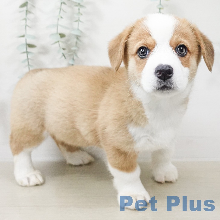 ウェルシュ・コーギー・ペンブローク