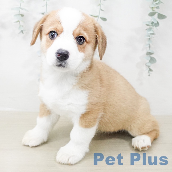 ウェルシュ・コーギー・ペンブロークの写真2