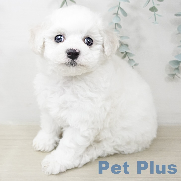 ビション・フリーゼ