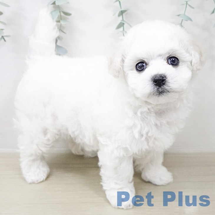 ビション・フリーゼ